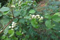 Securinega leucopyrus